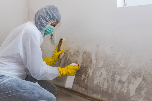 Mold Removal Process in New Castle, IN