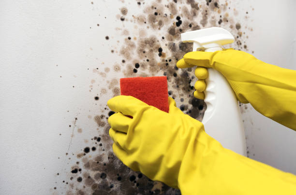 Best Attic Mold Removal  in New Castle, IN
