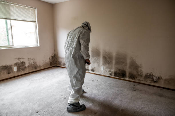 Best Emergency Mold Removal  in New Castle, IN