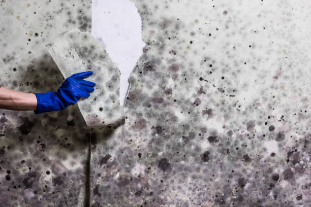 Best Fast Mold Removal  in New Castle, IN