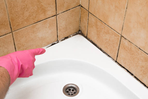 Best Professional Mold Removal  in New Castle, IN
