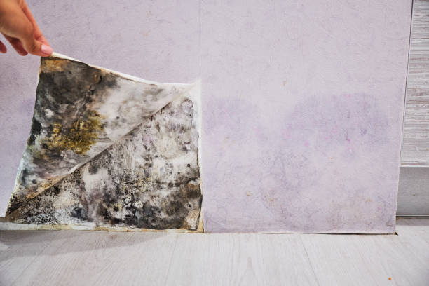 Best Mold Damage Repair  in New Castle, IN